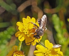 Lipotriches generosa