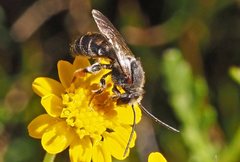 Lipotriches generosa