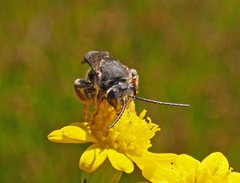 Lipotriches generosa