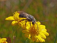 Lipotriches generosa