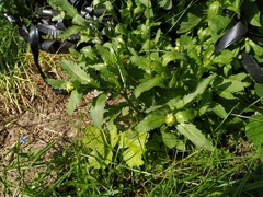 Leucanthemum vulgare
