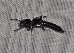 Syncampsochirus