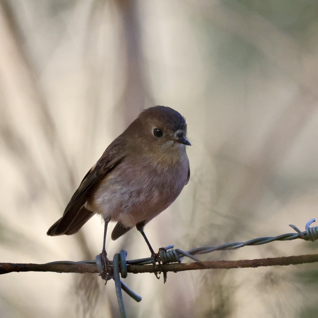 Tasmanian Pink Robin from Tasmania, Glengarry, TAS, AU on June 20, 2024 ...