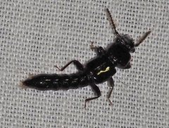 Syncampsochirus