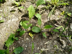 Plantago major