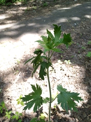 Leonurus quinquelobatus