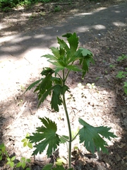 Leonurus quinquelobatus