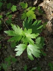 Leonurus quinquelobatus