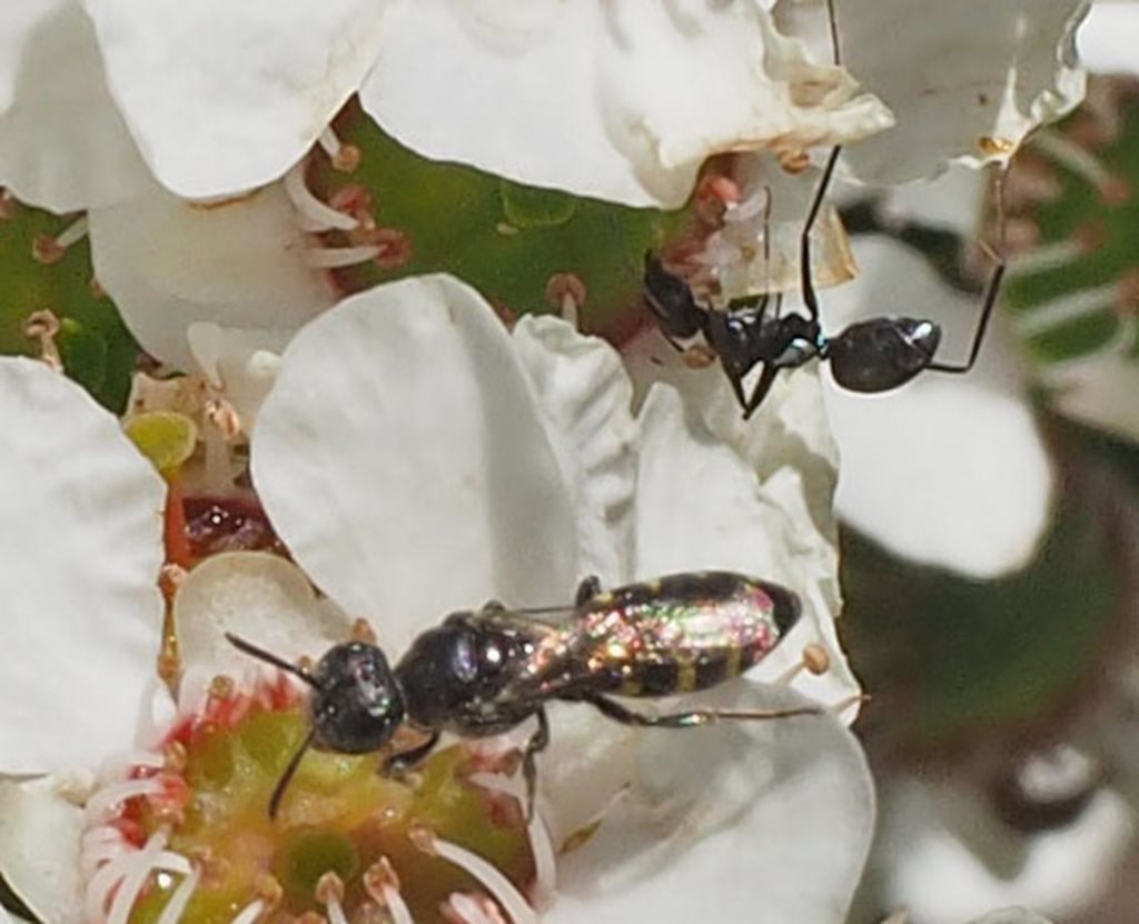 Euhesma maculifera
