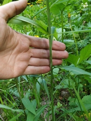 Solidago gigantea
