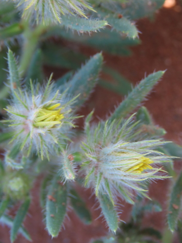 Flatcapsule Beetledaisy (Gorteria warmbadica)