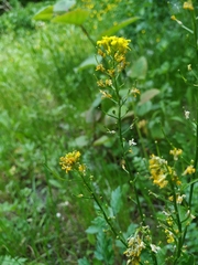 Barbarea vulgaris