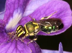 Palaeorhiza disrupta