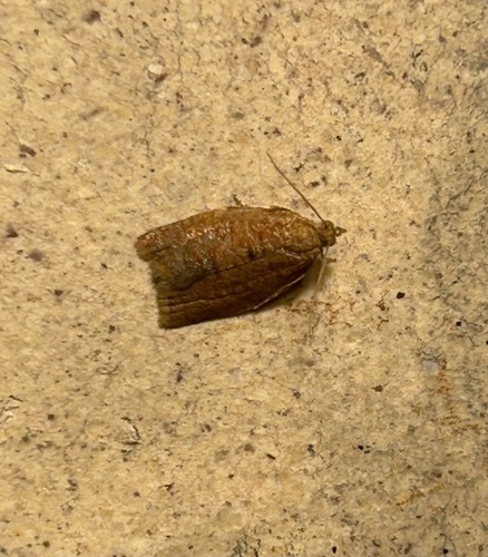 Lentiginos Moth photo 6