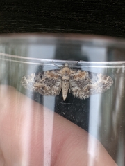Eupithecia pulchellata
