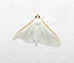 Palpita margaritacea