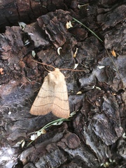 Charanyca trigrammica