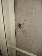 Acanthophrynus coronatus