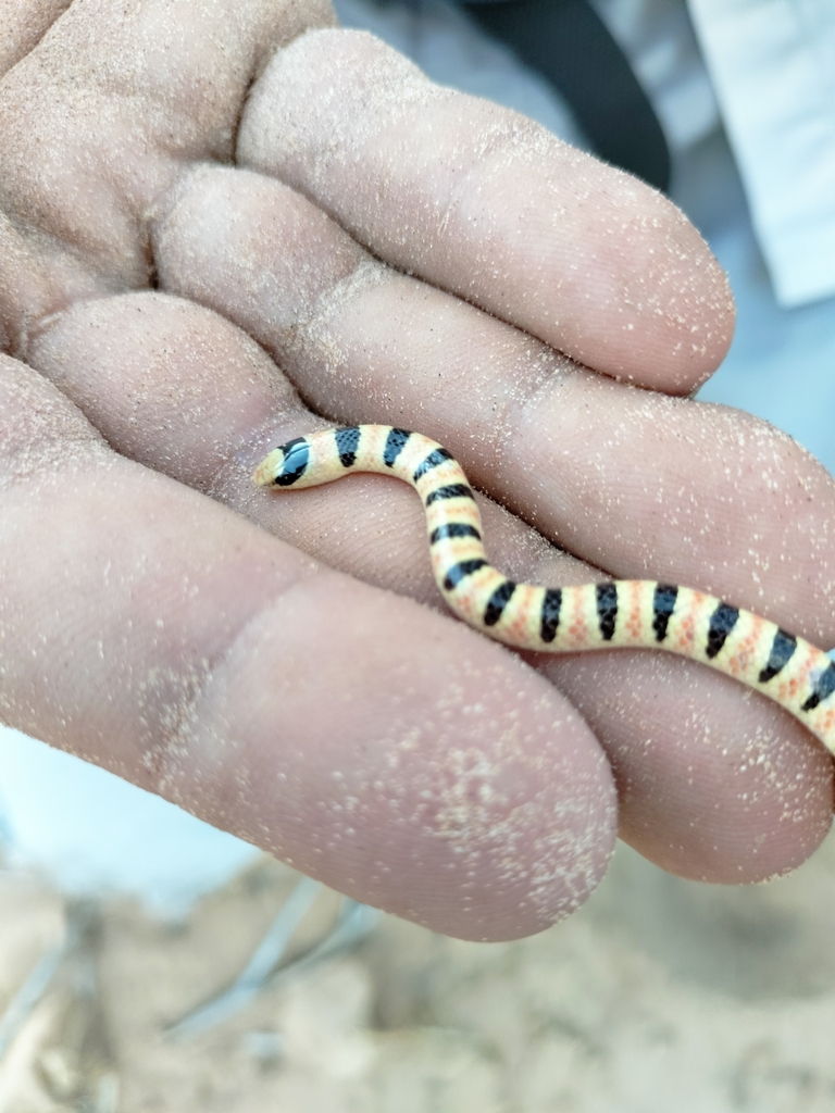 Resplendent Desert Shovel-nosed Snake from 83563 Son., México on August ...