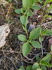 Helianthus occidentalis