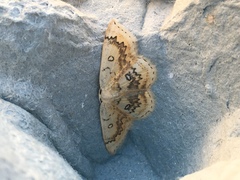 Cyclophora annularia