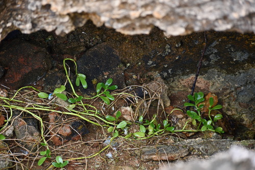 Bacopa monnieri observed 2024-06-19
