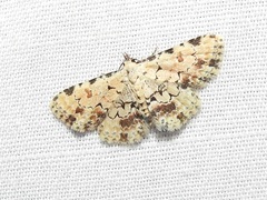 Sandava scitisignata