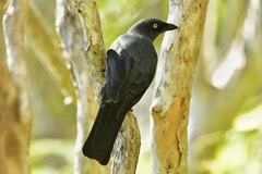 Coracina caledonica caledonica