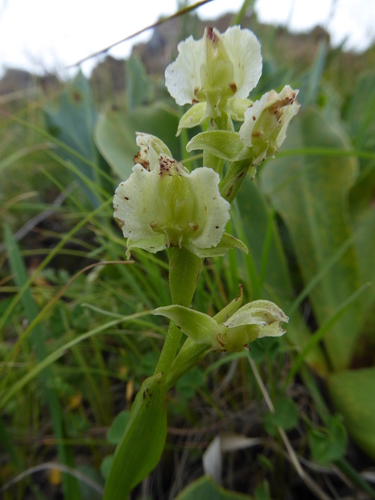 Image of Pterygodium hastatum by (c) Hlengiwe Mtshali, some rights reserved (CC BY-SA)