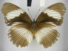 Hypolimnas monteironis major