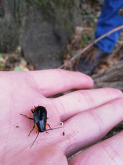 Pseudoderopeltis albilatera