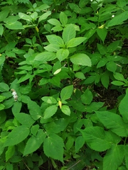 Impatiens glandulifera