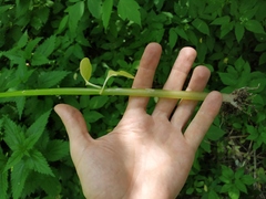 Impatiens glandulifera