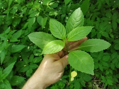 Impatiens glandulifera