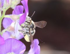 Megachile captionis