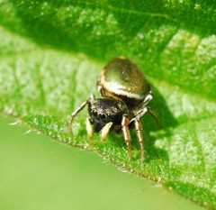 Heliophanus aeneus