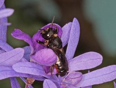 Megachile cincturata