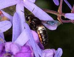 Megachile cincturata