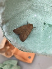 Charanyca trigrammica