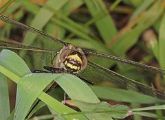 Notoaeschna sagittata