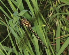 Notoaeschna sagittata