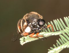 Acroceridae