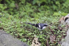 Enicurus schistaceus