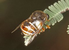 Acroceridae