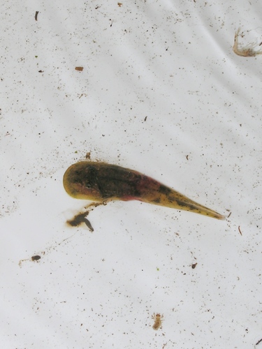 Hadromophryne natalensis