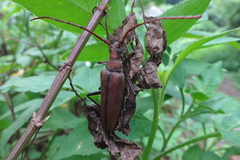 Aegolipton marginale