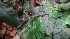 Neohirasea hongkongensis