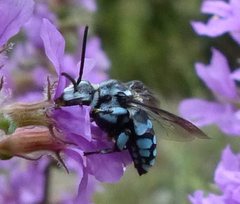 Thyreus caeruleopunctatus