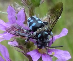 Thyreus caeruleopunctatus