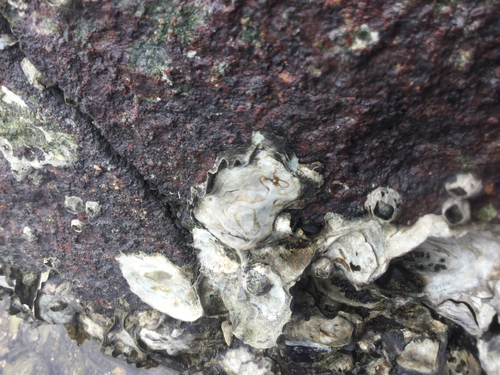 Saccostrea cuccullata